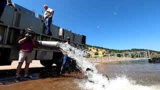 Stocking Horsetooth Reservoir with 10,000, 10-inch Trout screenshot 5