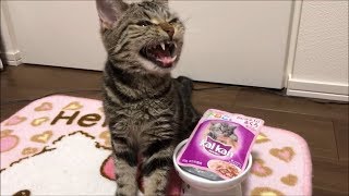 大好きなまぐろフレークが我慢できずフライングしてしまった子猫ｗ