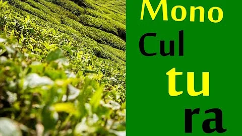 Quais tipos de monocultura tem importância econômica para o Brasil?
