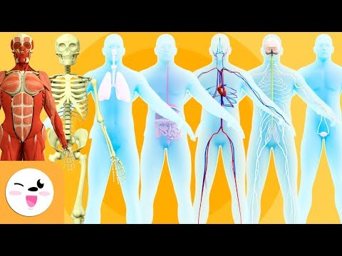 Sistemas do Corpo Humano para crianças - O sistema ósseo, muscular, nervoso, respiratório, ...
