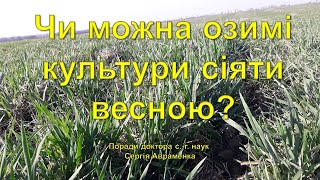 Чи можна озимі культури сіяти весною