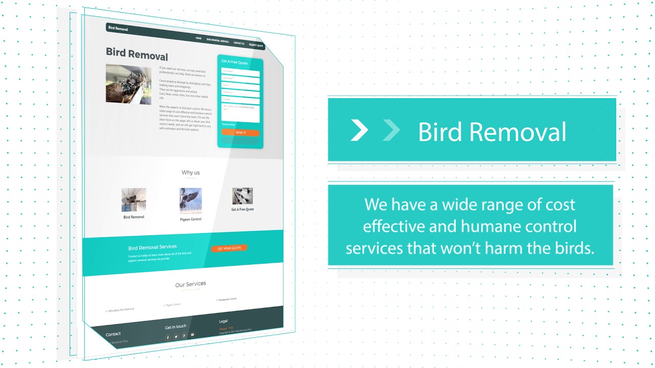 Professional Bird Removal