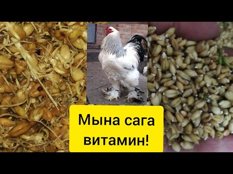 Video: Йогадагы дөбөлөрдү кантип жасоо керек: 10 кадам (сүрөттөр менен)