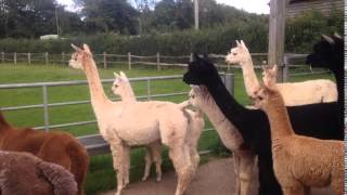 Alpaca Alarm Call