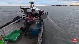 видео: Поднимется ли сельдь при юго-западном ветре? Ловля сельди сетями с береговых лодок. Морская рыбалка. картинка: Поднимется ли сельдь при юго-западном ветре? Ловля сельди сетями с береговых лодок. Морская рыбалка.