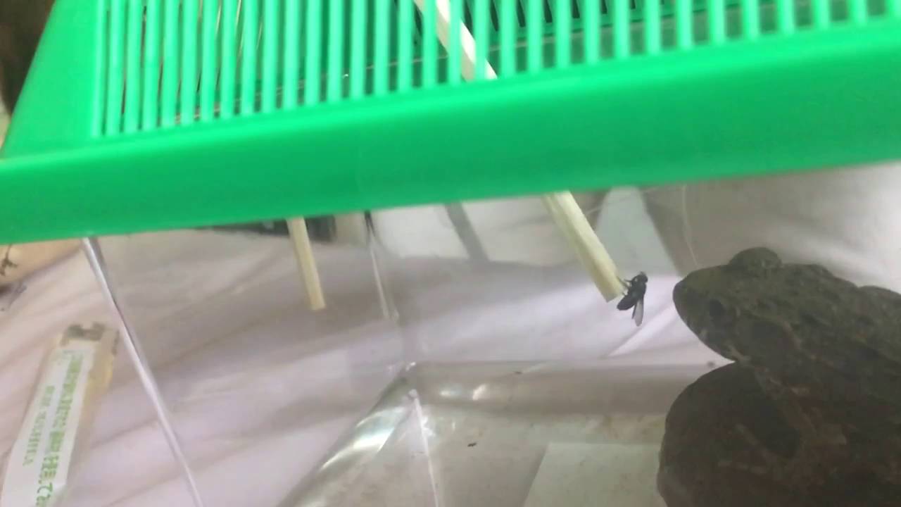 カエルにハエをあげてみた - YouTube