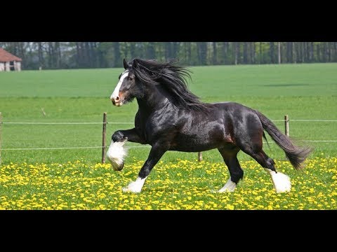 Vídeo: Cavalo westphalian