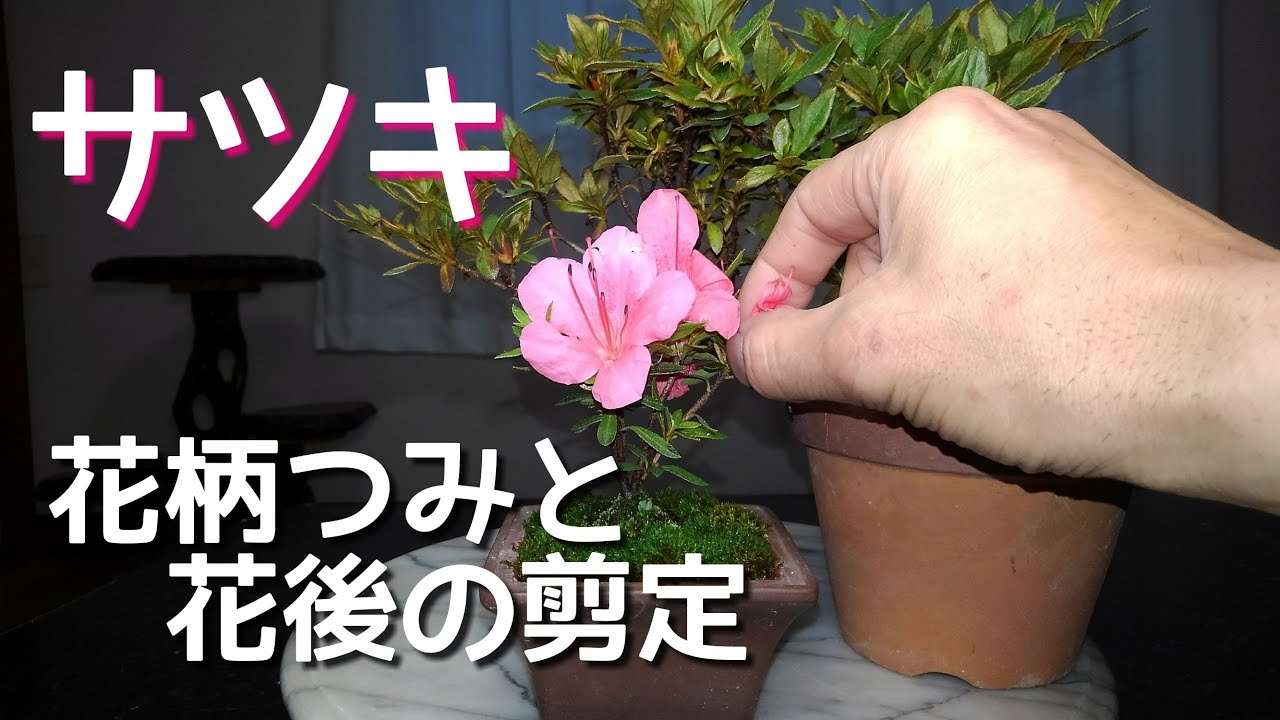 サツキ 花柄つみと花後の剪定 盆栽 初心者の方向け Youtube