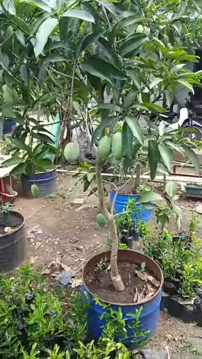 Mangga cokanan madu berbuah tabulan pot