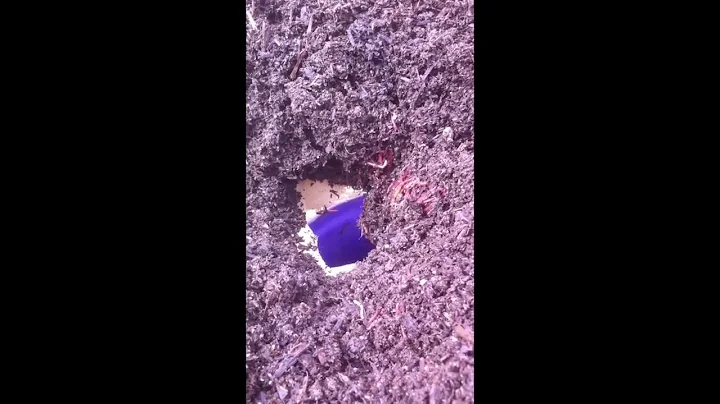 Automatic Worm Harvester