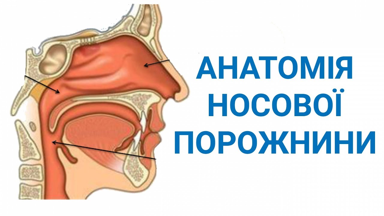 Анатомия носового клапана Анатомия носового клапана