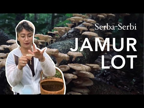 #2 JAMUR LIAR YANG DAPAT DIKONSUMSI DI INDONESIA - Jamur Lot (Lentinus spp.)