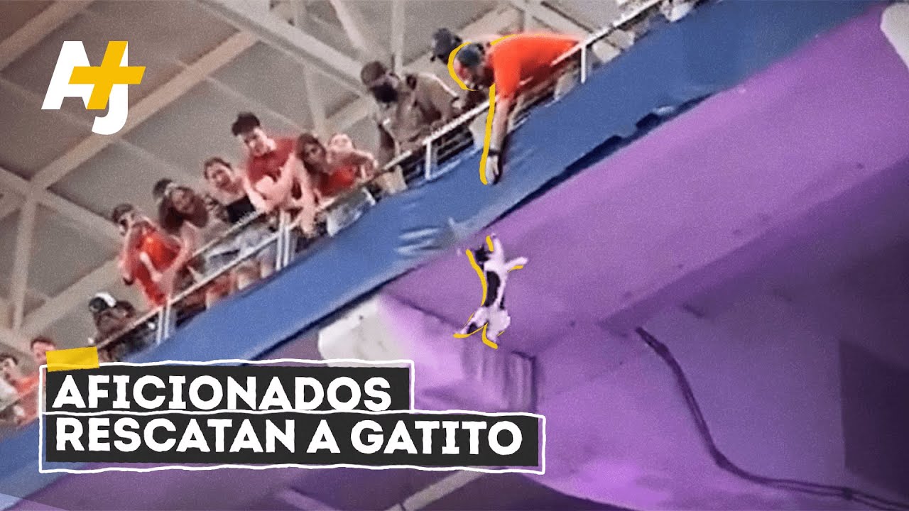 هكذا أنقذوا قطة صغيرة من الموت في ملعب #Shorts