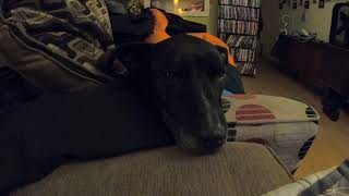 DOG.exe is experiencing difficulties ...
