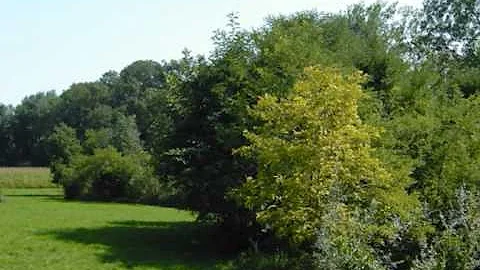Dan Ar Braz - Green Lands