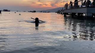 This Dog Loves Bringing Stick from Ocean