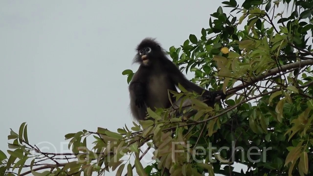 Dusky Langur, Malaysia. 20180424_091451.m2ts