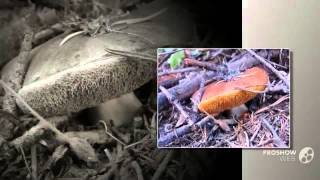 Suillus brevipes - fungi kingdom