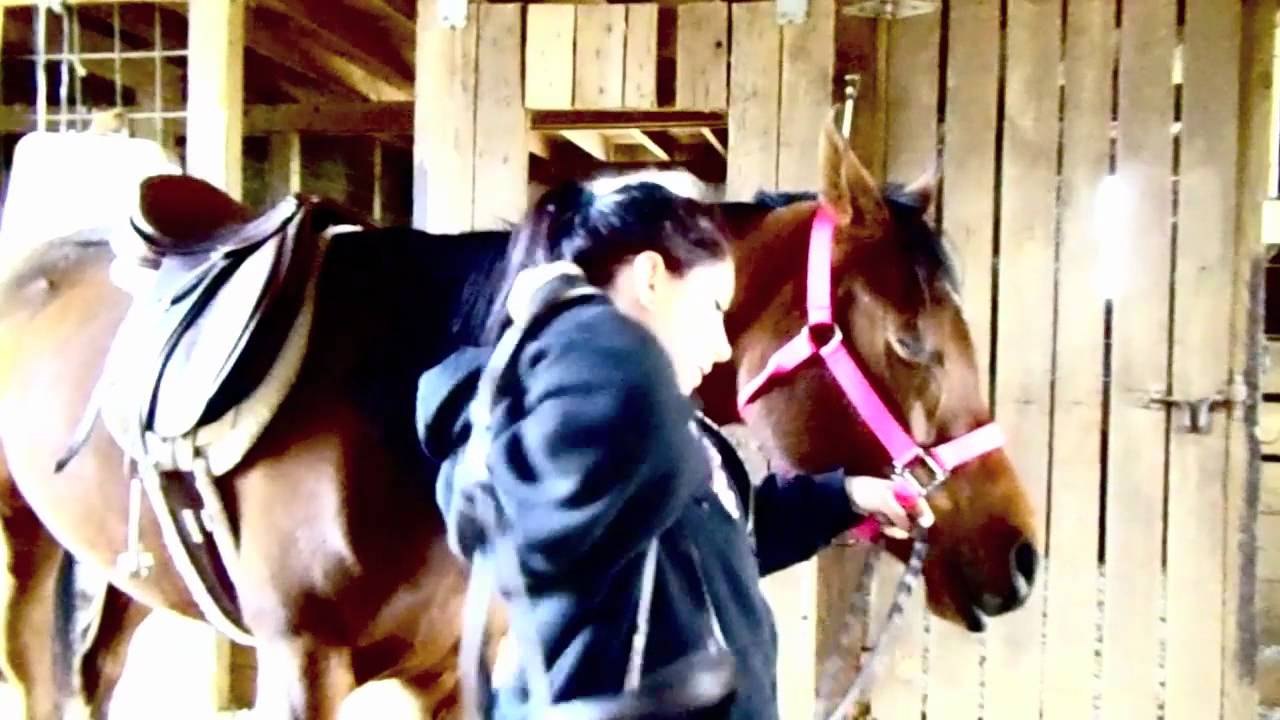 How to tack a horse English style YouTube