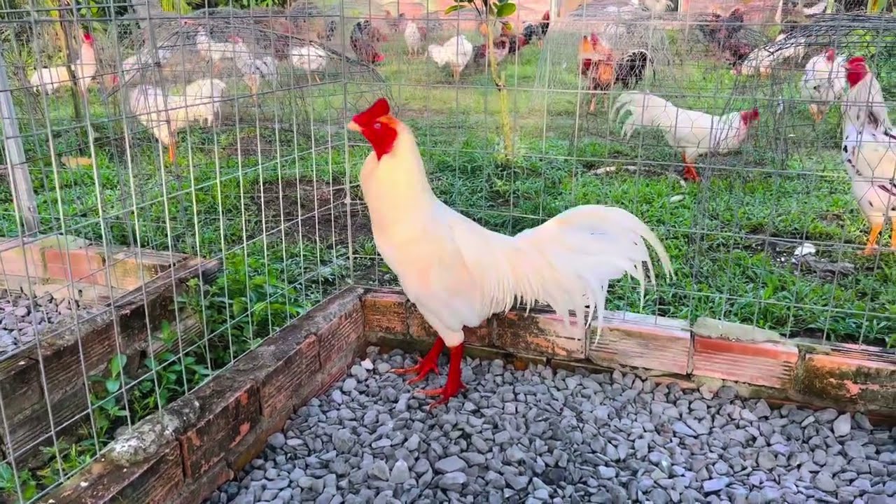 Bình Vĩnh Long.. Lên tóp năm em khá giỏi.. Ngày 4-1-2026 // @908..755..036..