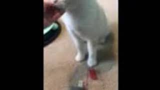 Frosty - Flame Point Siamese Mix SPCR