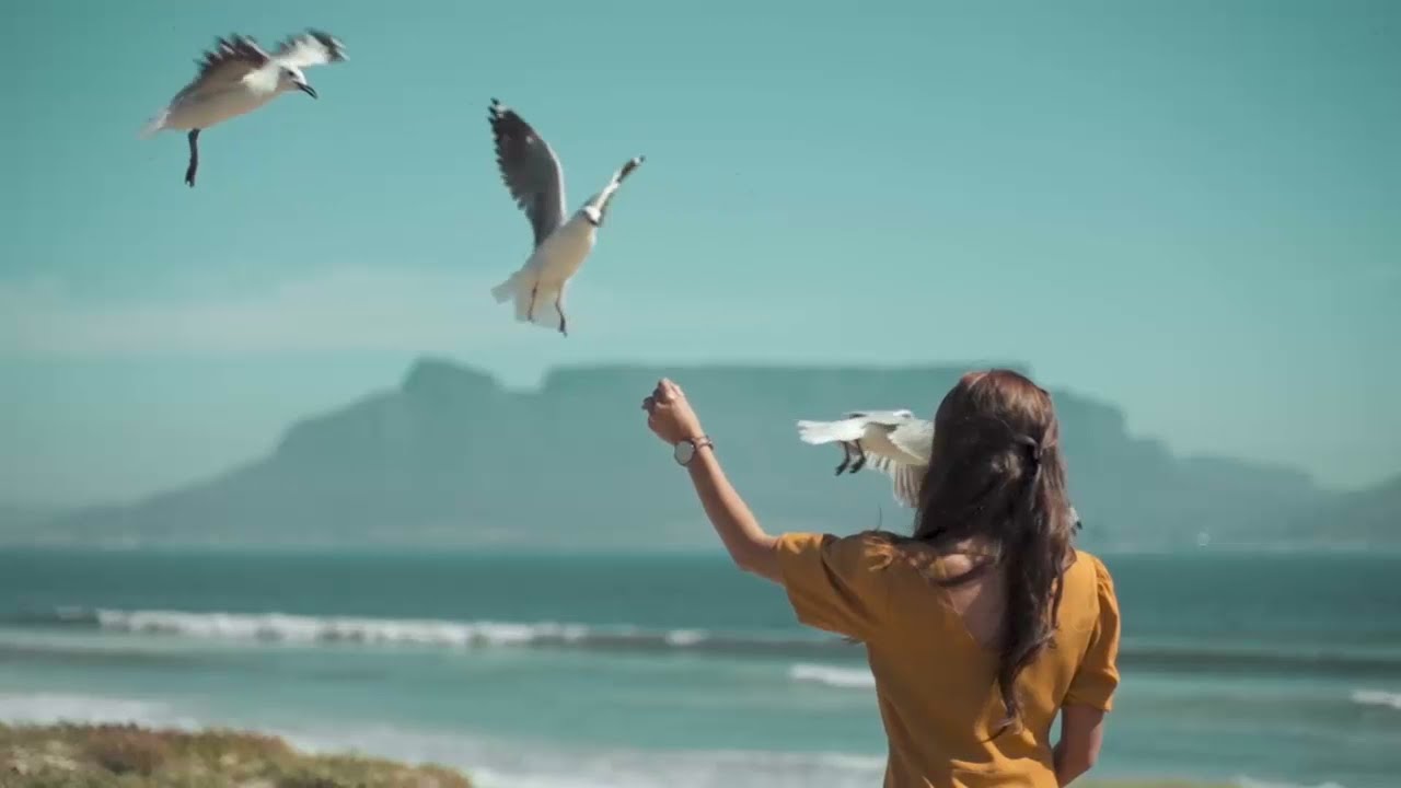 Beautiful Birds are flying in the Sky - Birds flying video with Best Music