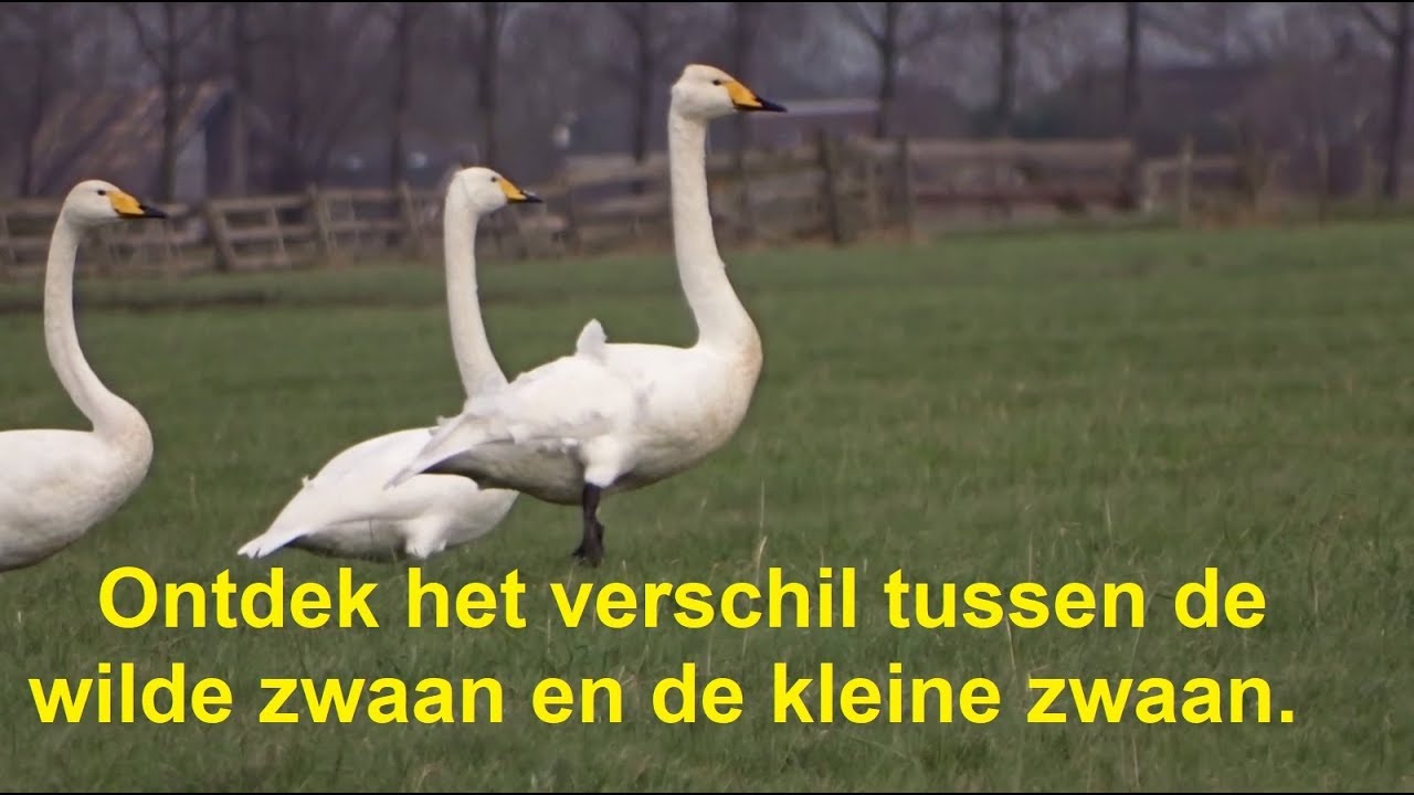 Ontdek het verschil tussen wilde zwaan en kleine zwaan (II)