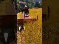 Modern farming cuts crops quickly with sophisticated tools #shorts #satisfying