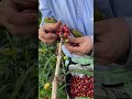 The REAL way coffee beans are harvested