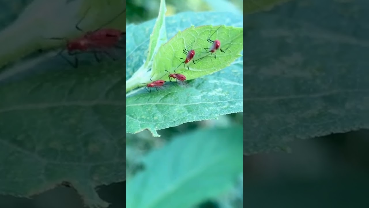 Four Red Uroleucon Aphids hangin’ under a leaf