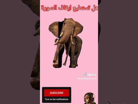 هل تستطيع اقف صورة فيل