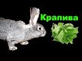 Можно ли давать кроликам свежую крапиву