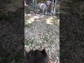 Dog Boarding Kennels in College Station | K9 Sensei Dog Training Dog Boarding Kennels in College Station | K9 Sensei Dog Training