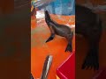 Sea lion surfers #funny #global #memes #sealisland