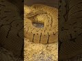 Lemonblast Orange Dream Fresh Shed During Breeding Season | Morph & Behavior Update