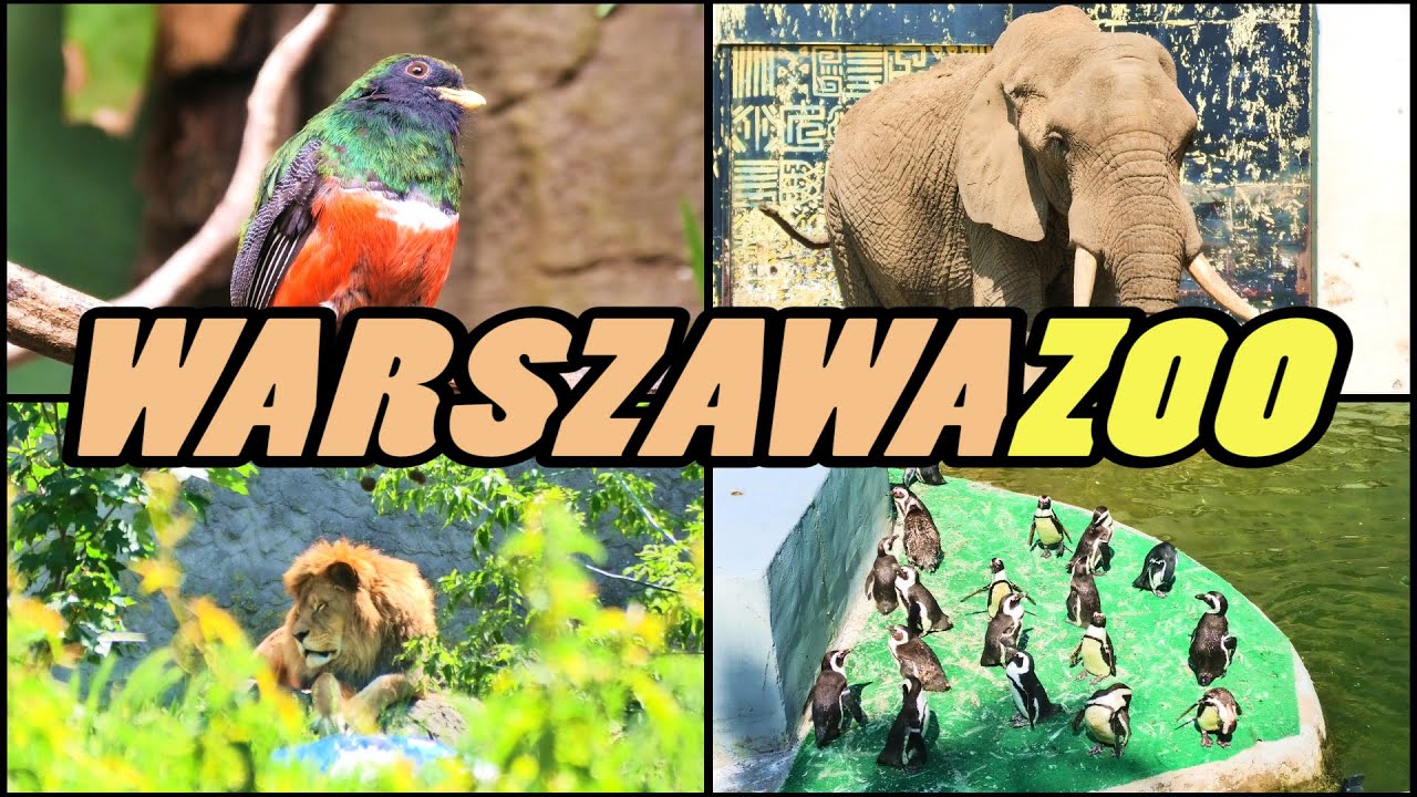 WARSZAWA ZOO - Zoo Warsaw - Poland [4k]