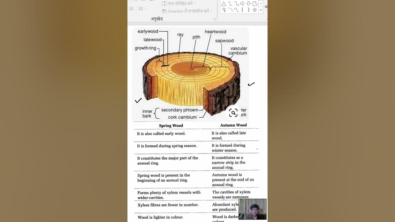 early wood and late wood, difference between early wood and late wood