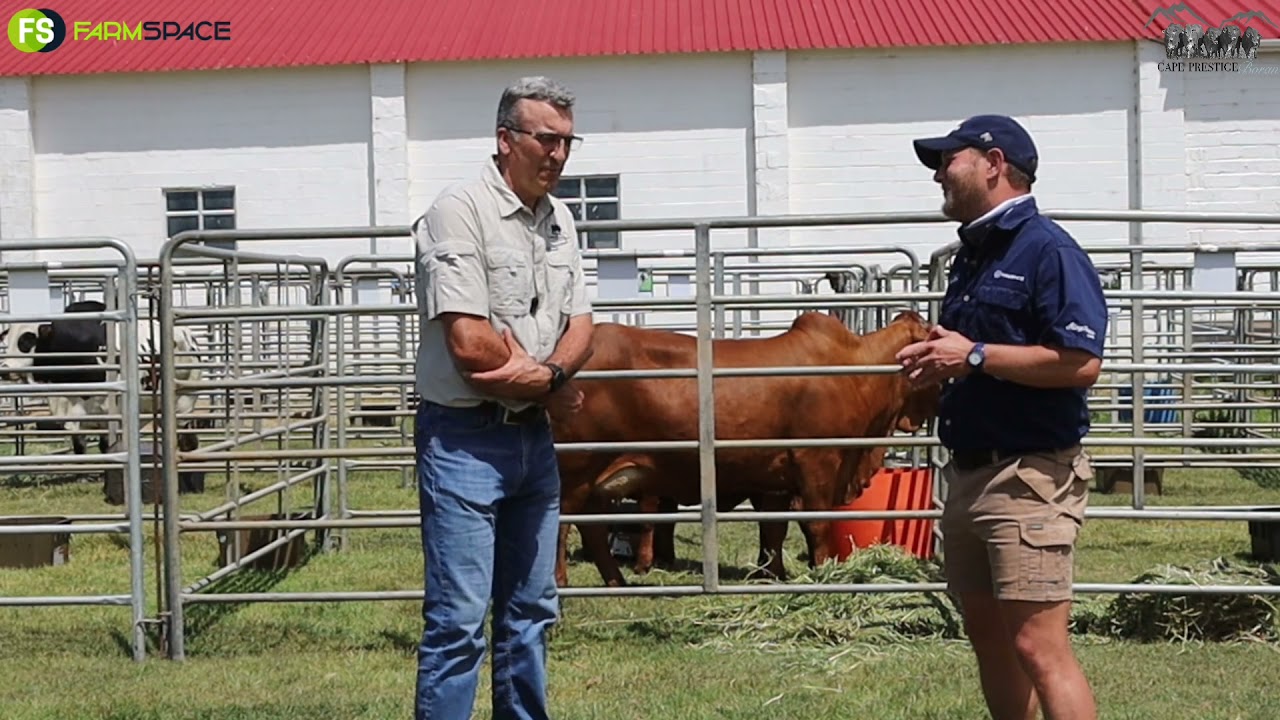 Cape Prestige Boran Auction: LD Griesel chats about the Boran breed and the lots that are on offer