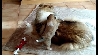 DOG LIVE: Мне уже 20-й день! Щенок колли | Collie Welpe DOG LIVE: Мне уже 20-й день! Щенок колли | Collie Welpe