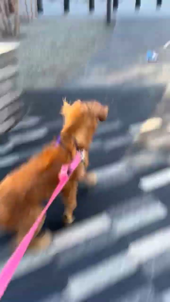 Wind Steals Dog Toy || ViralHog