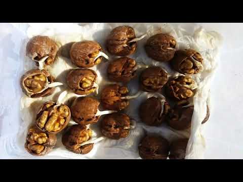 Klijanje oraha - growing walnut from seeds