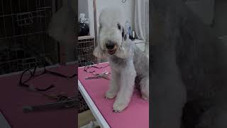 Elza the Bedlington after grooming at Kata Plásztán's #bedlingtonterrier #grooming