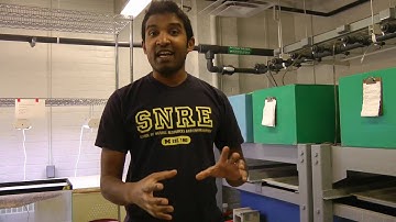 Remix - Spotted Gar in the SNRE Aquatics Lab