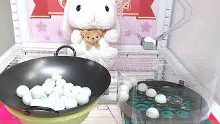 My 33rd Prize I Won From Toreba