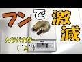 【クワガタ&カブトムシ 最低なブリーダーでごめん…ギラファノコギリクワガタ】(くろねこチャンネル)