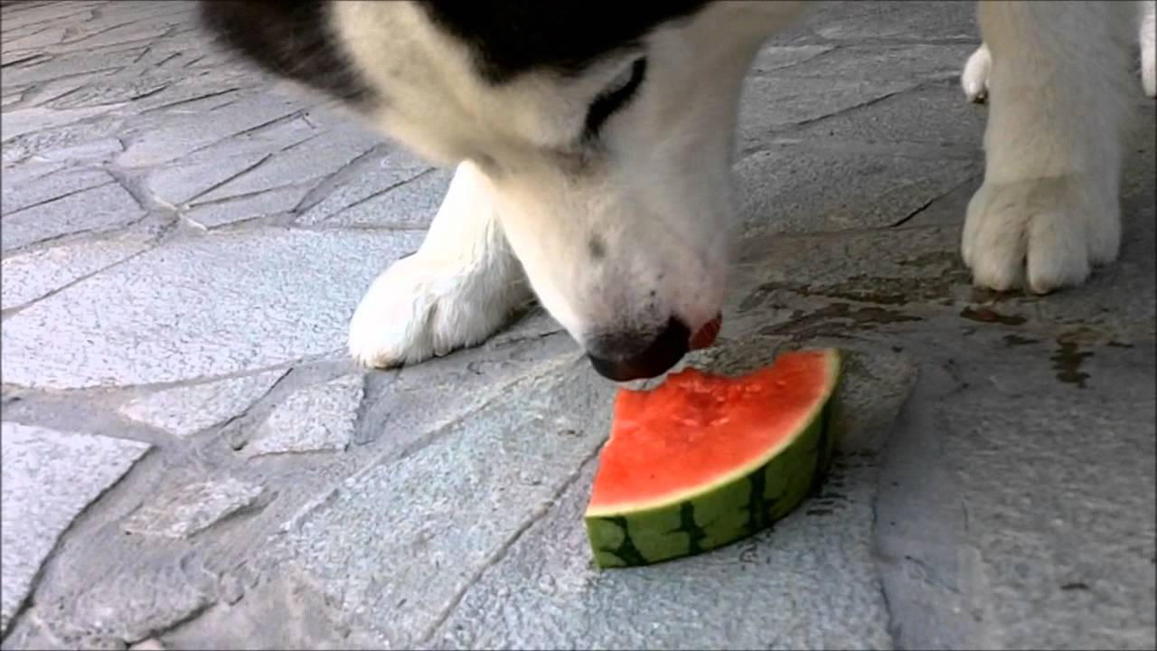 what can huskies eat