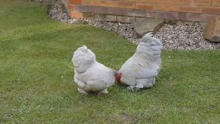 The Pekin Bantam Chicken Breed