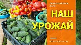 Органическое земледелие. Высокая урожайность.