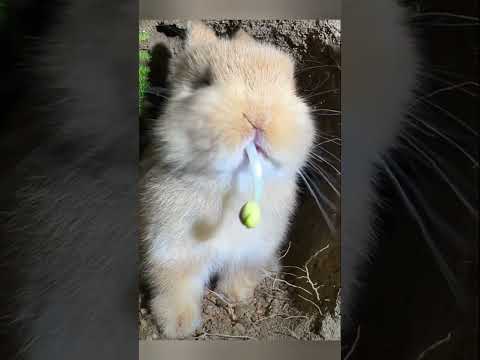 happy bunny eating sprouts #bunny #satisfying #animals