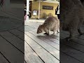 Quokka (2025-11-04, Rottnest Island, Australia) [4K]